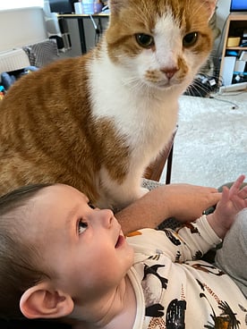 Benji the cat being admired by my son William