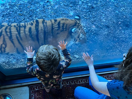 My son shouting cat at a tiger.