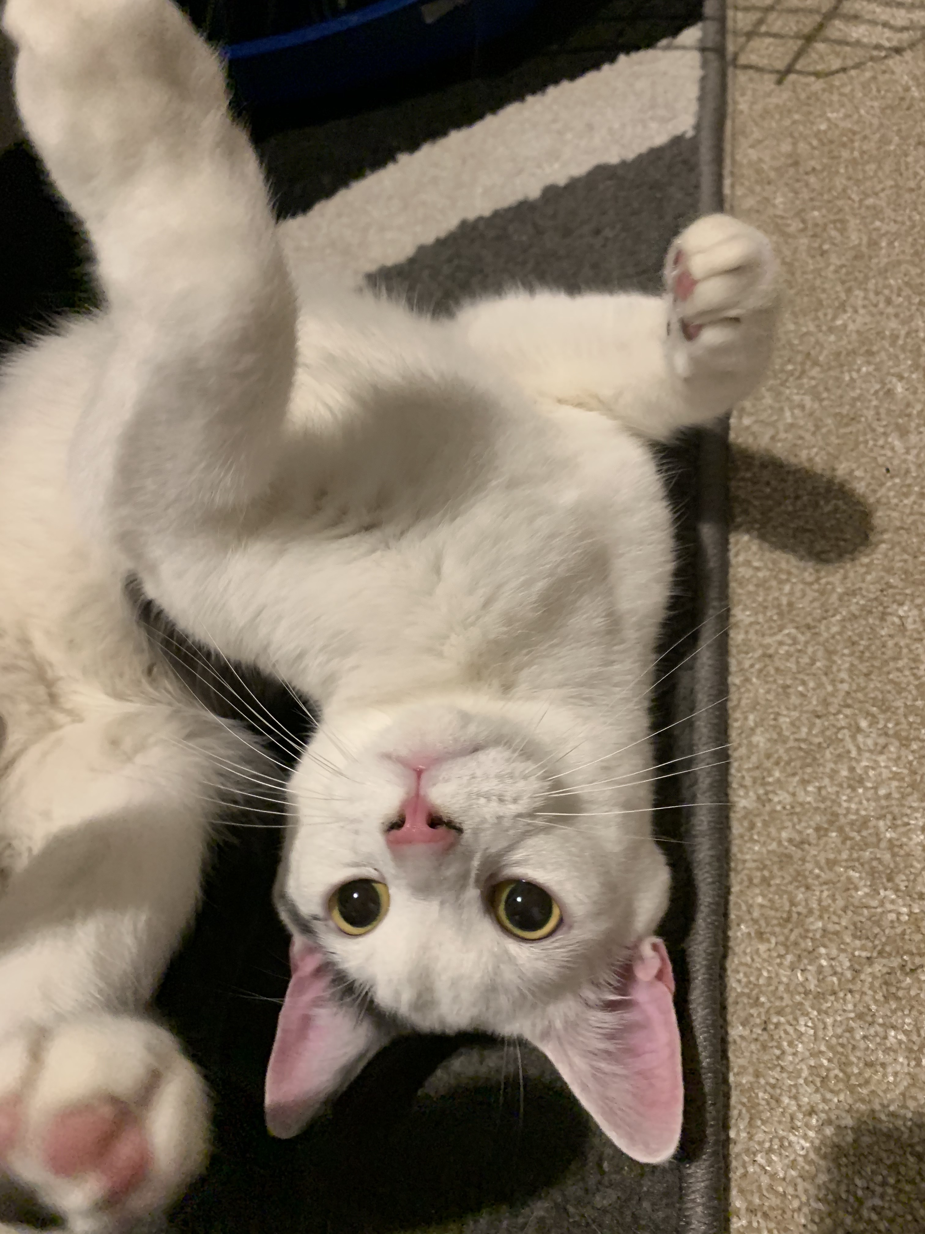 My new cat squid being silly