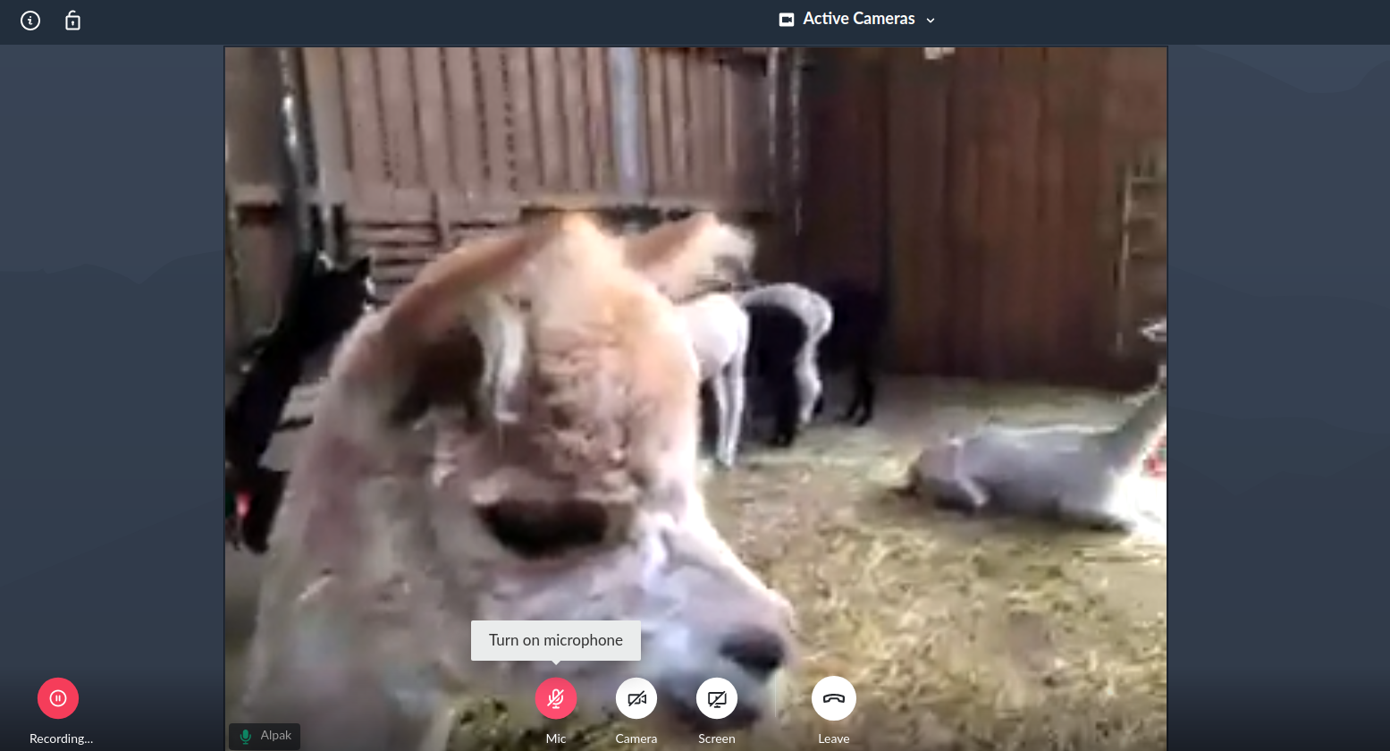 An alpaca joining a gotomeeting call